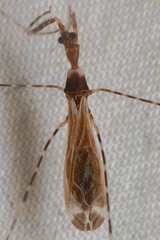 Stenolemoides arizonensis