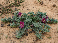 Harpagophytum procumbens
