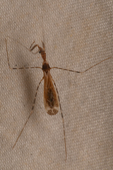 Stenolemoides arizonensis