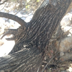 Vitex mollis