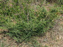 Dichrostachys