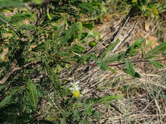 Dichrostachys