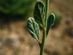 Heliotropium ciliatum