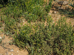 Heliotropium ciliatum