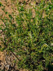 Heliotropium ciliatum