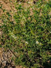 Heliotropium ciliatum