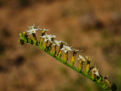 Heliotropium ciliatum