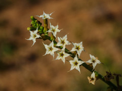 Heliotropium ciliatum