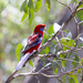 Southeastern Crimson Rosella - Photo (c) Geoff Walker, some rights reserved (CC BY-NC), uploaded by Geoff Walker