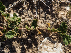 Corchorus psammophilus