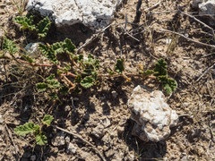 Corchorus psammophilus