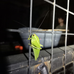 Microcentrum marginatum