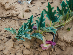 Harpagophytum procumbens