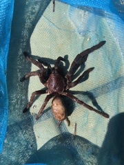 Selenocosmia crassipes