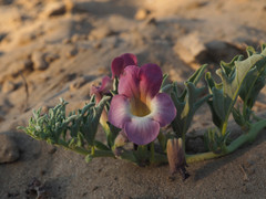 Harpagophytum procumbens