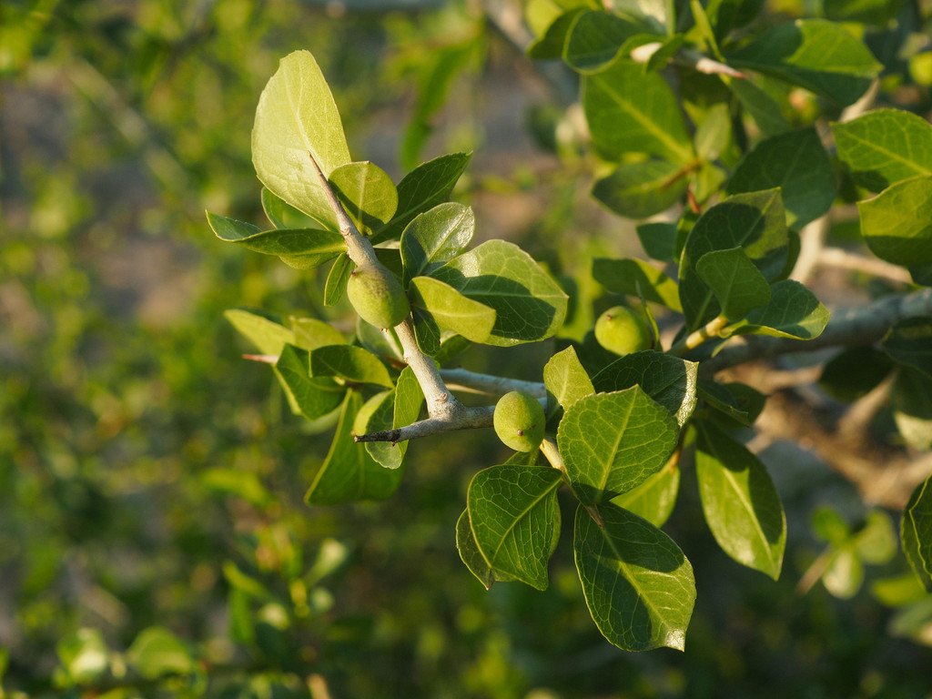 Tall Common Corkwood