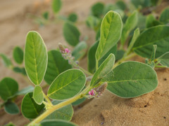 Indigofera flavicans