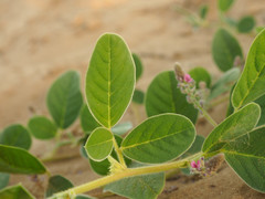 Indigofera flavicans