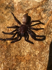 Selenocosmia crassipes