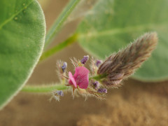 Indigofera flavicans