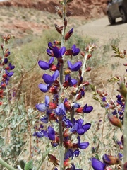 Psorothamnus arborescens minutifolius
