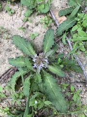 Ajuga decumbens