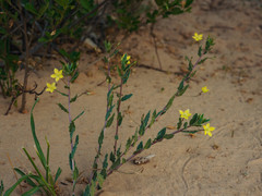 Talinum crispatulum