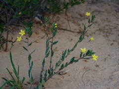 Talinum crispatulum