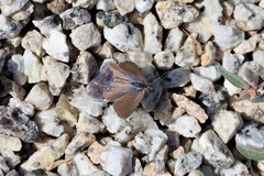 Theclinesthes serpentata