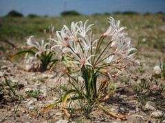 Nerine laticoma