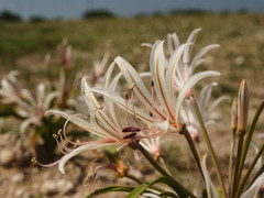 Nerine laticoma