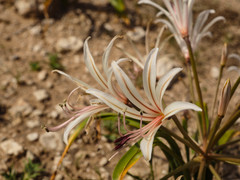 Nerine laticoma