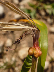 Nerine laticoma