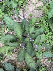Ajuga decumbens