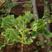 Rock Tree Nettle - Photo (c) David Gwynne-Evans, some rights reserved (CC BY-NC-ND), uploaded by David Gwynne-Evans