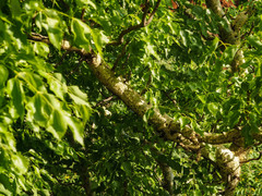 Steganotaenia araliacea