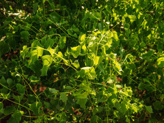 Steganotaenia araliacea