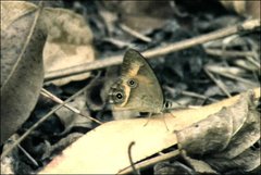 Hypocysta irius