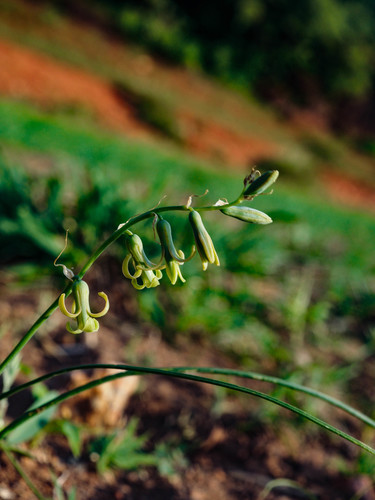 Firm Daintybells (Dipcadi longifolium)