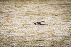 Hirundo rustica gutturalis