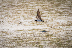 Hirundo rustica gutturalis