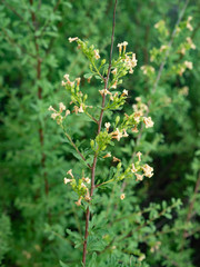 Antherothamnus pearsonii