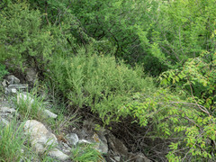 Antherothamnus pearsonii