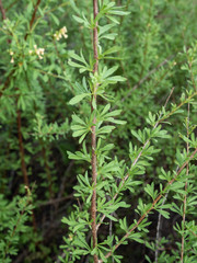 Antherothamnus pearsonii