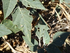 Trichobaris compacta