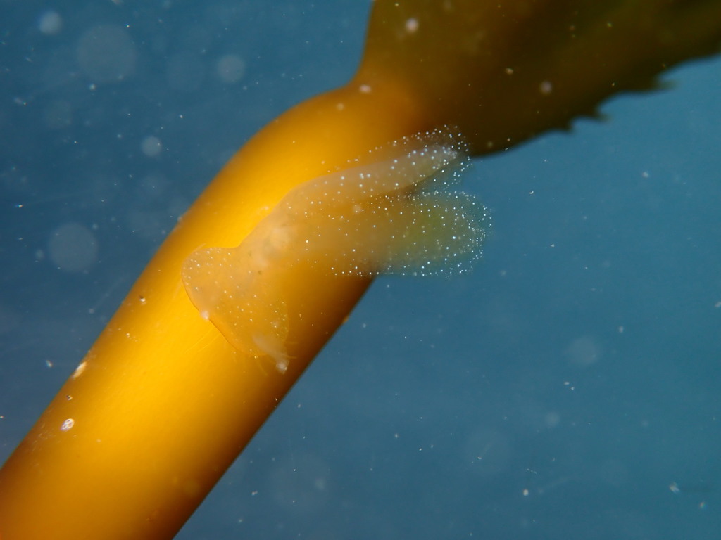 lion nudibranch