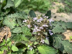 Ajuga decumbens