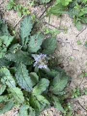 Ajuga decumbens