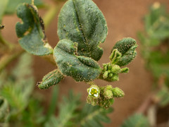 Limeum viscosum