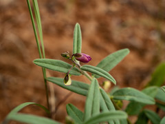 Polygala erioptera